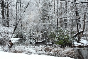 HD_desktop_wallpaper_snowy_branch_duck