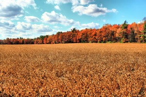 HD_field_fall_foliage_wallpaper