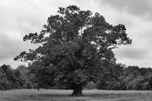Old_tree