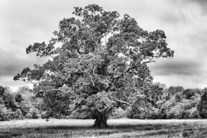 tree_bw